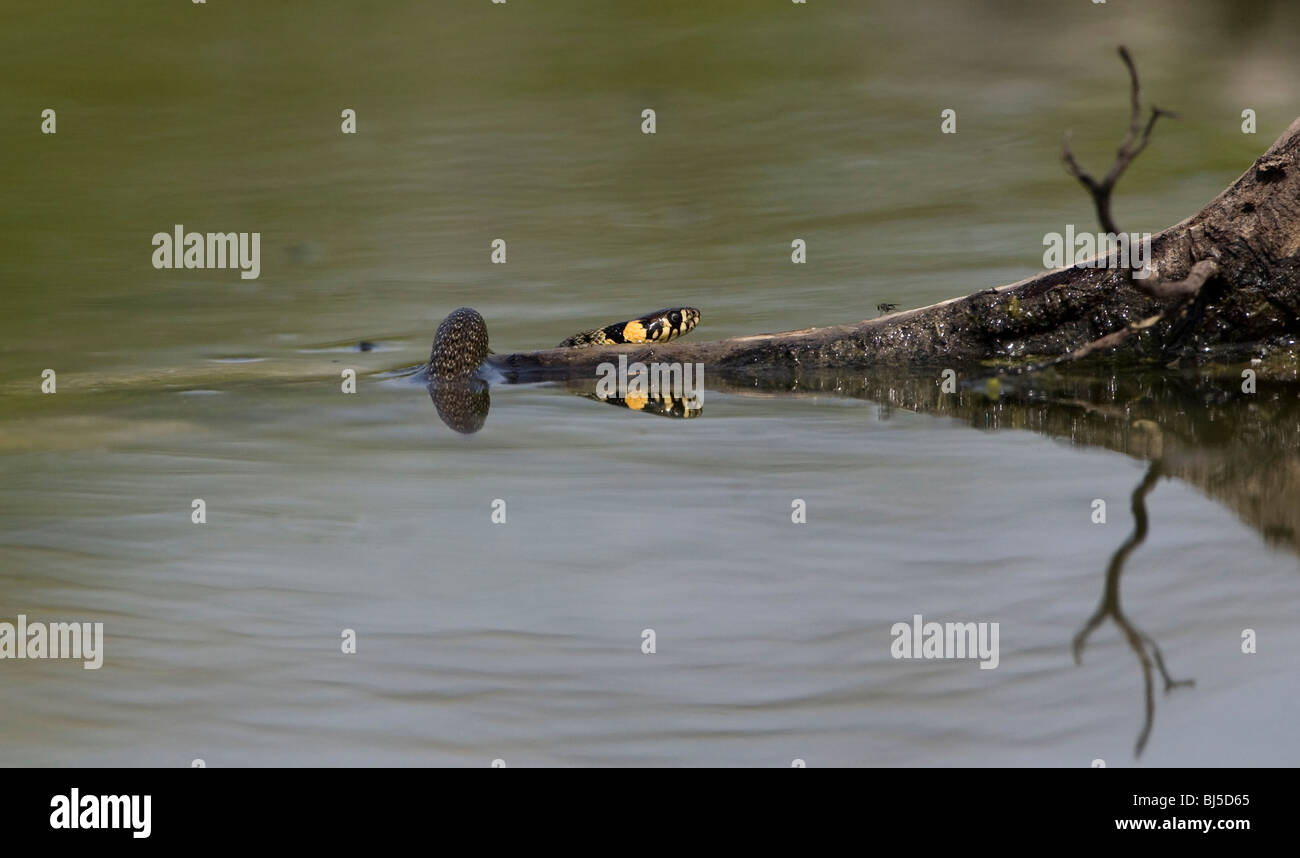 Couleuvre à collier (Natrix natrix) dans de l'eau et de lien sur log Banque D'Images
