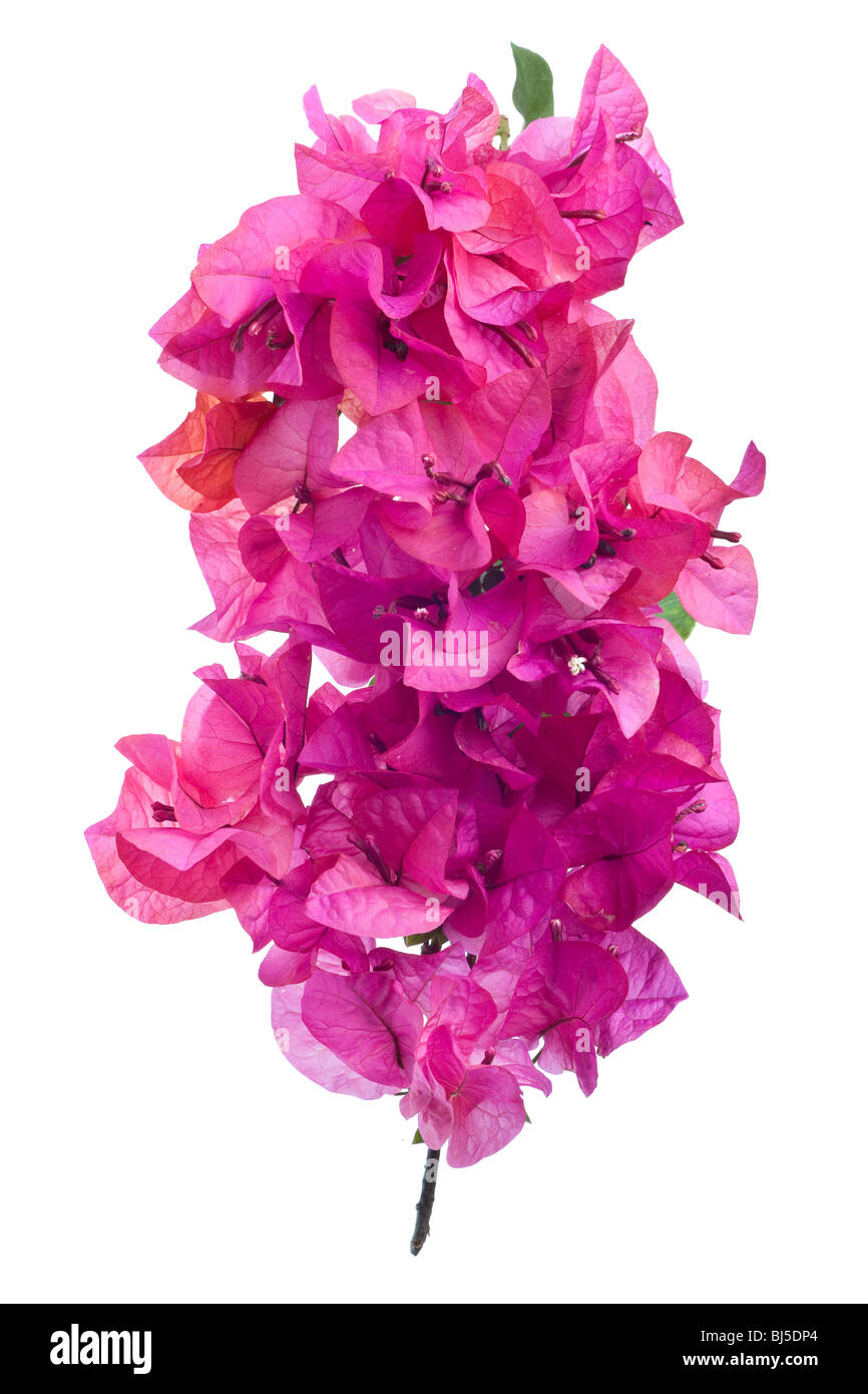 Avec bougainvilliers en fleurs rose isolé sur fond blanc Banque D'Images