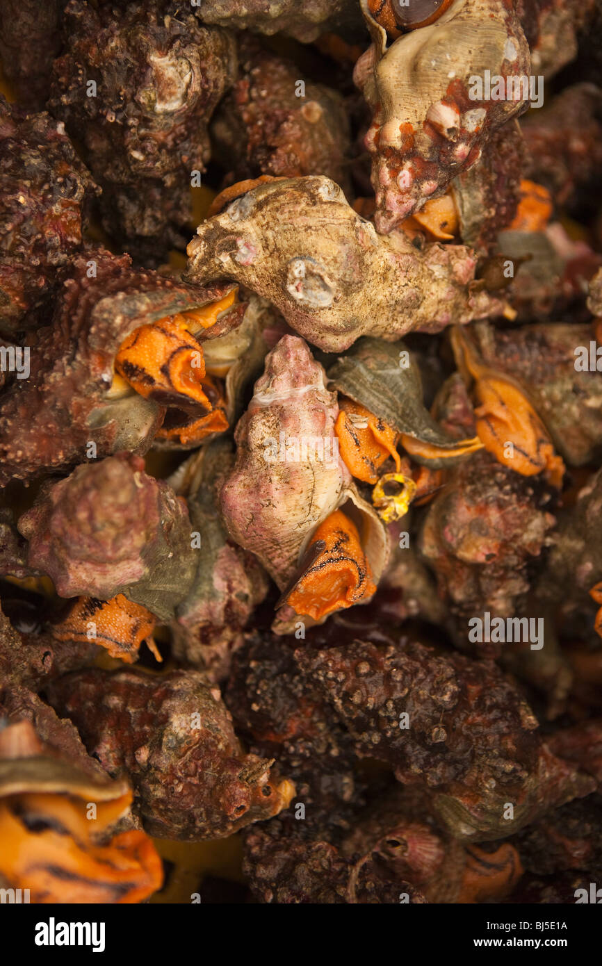Whelks seafood Banque de photographies et d’images à haute résolution