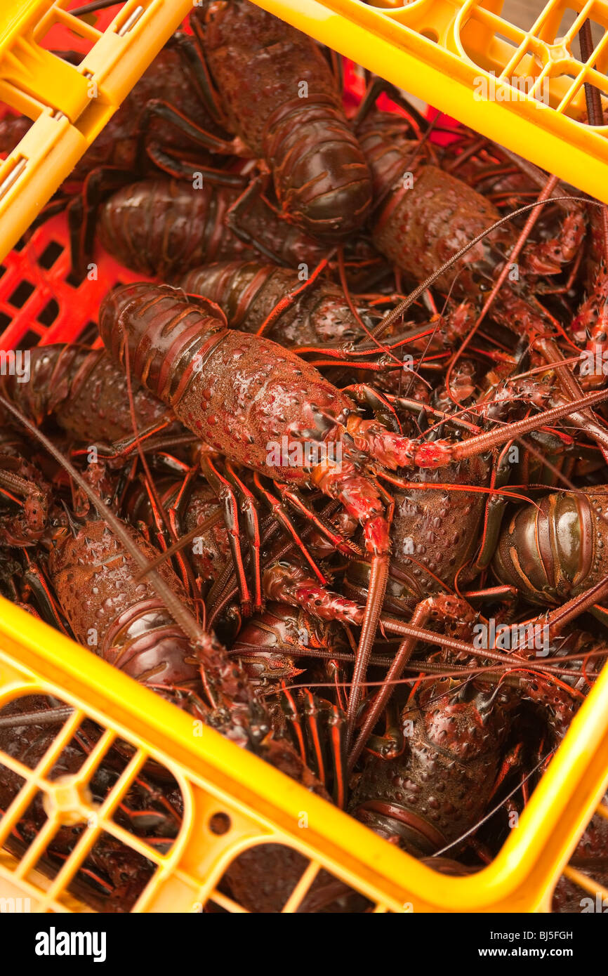 Les homards vivants au port et Festival des fruits de mer, à Santa Barbara, Californie, États-Unis d'Amérique Banque D'Images