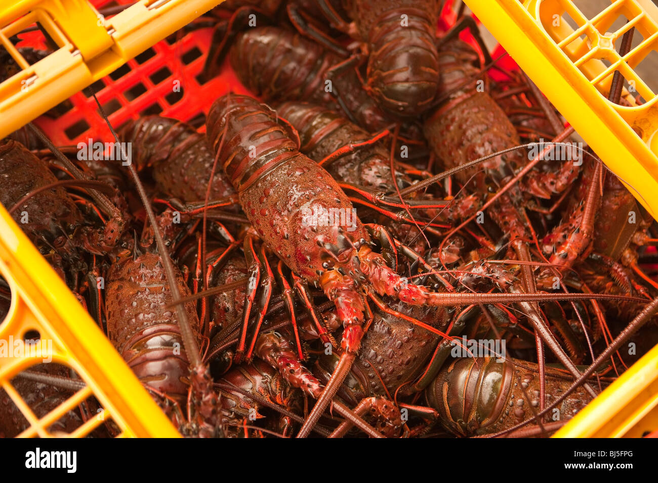 Les homards vivants au port et Festival des fruits de mer, à Santa Barbara, Californie, États-Unis d'Amérique Banque D'Images
