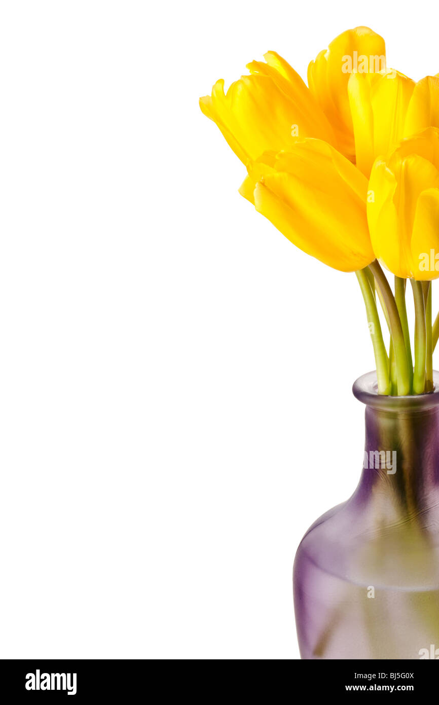 Tulipes printemps isolé sur un fond blanc, pur Banque D'Images
