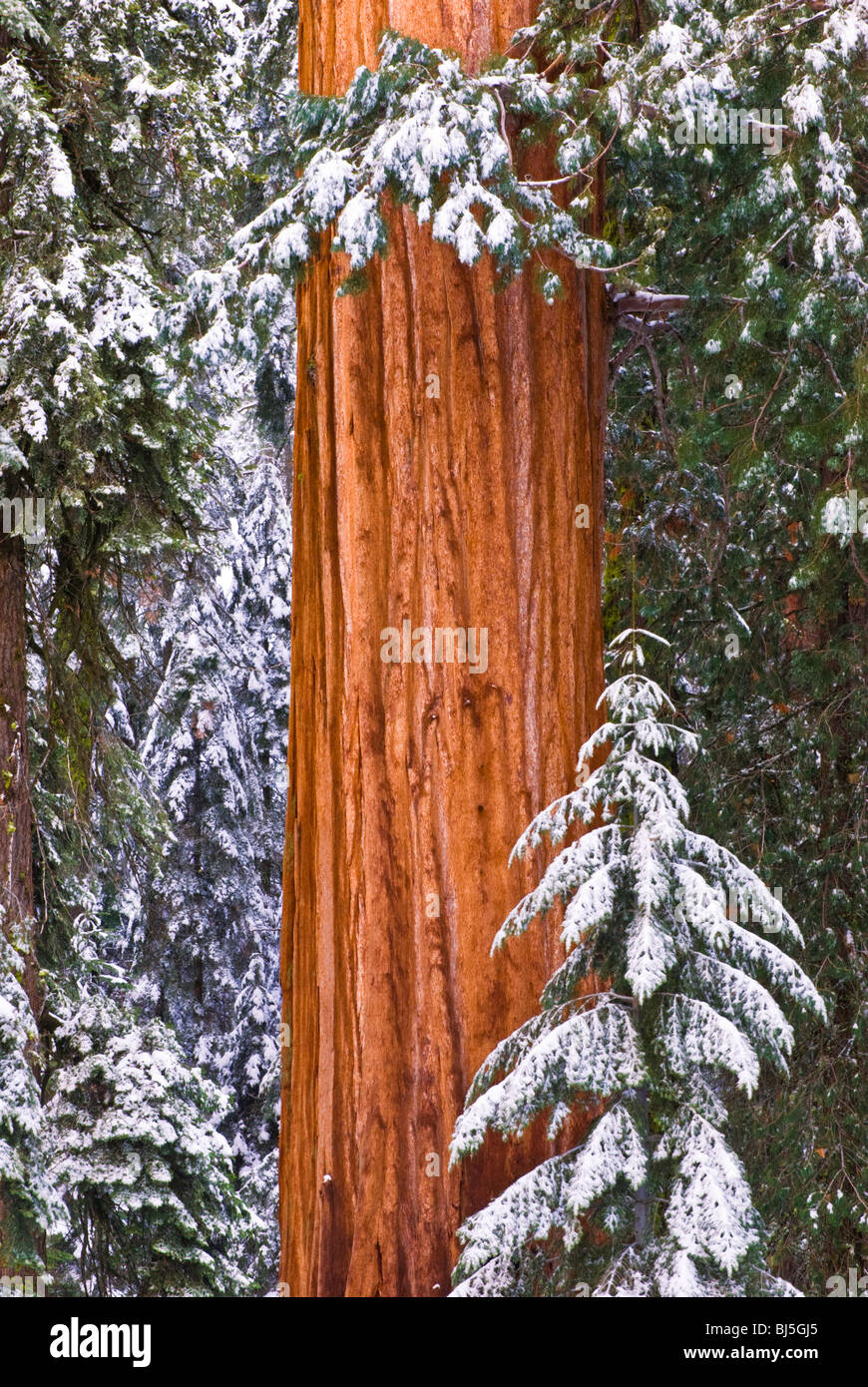 Le Séquoia géant (Sequoiadendron giganteum) en hiver, Giant Forest, Sequoia National Park, Californie Banque D'Images
