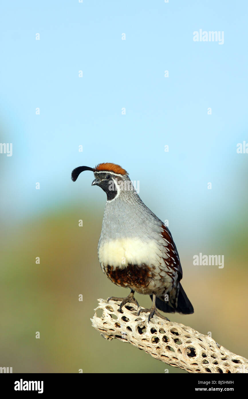 L'adulte mâle Caille Gambel Banque D'Images