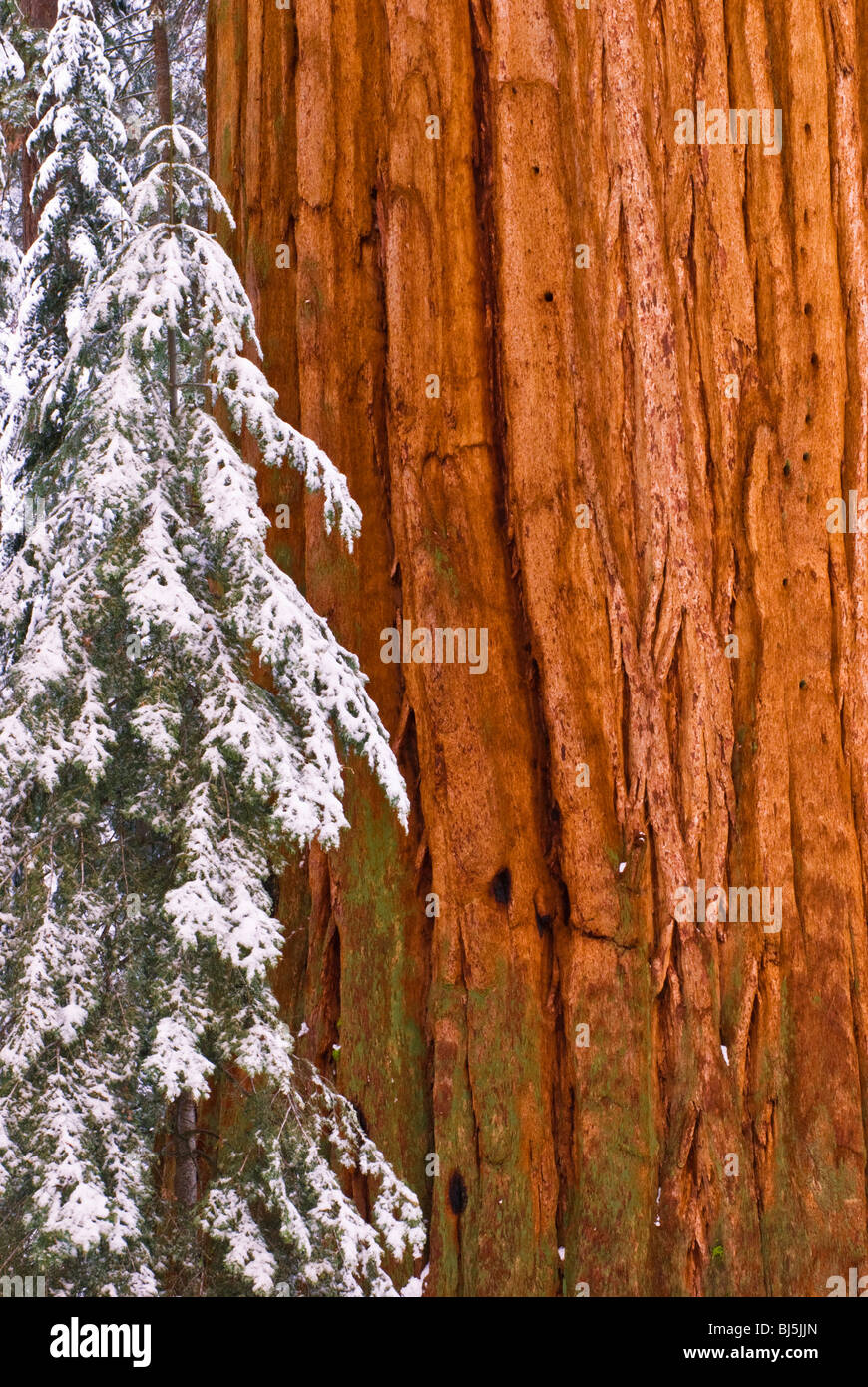Le Séquoia géant (Sequoiadendron giganteum) en hiver, Giant Forest, Sequoia National Park, Californie Banque D'Images