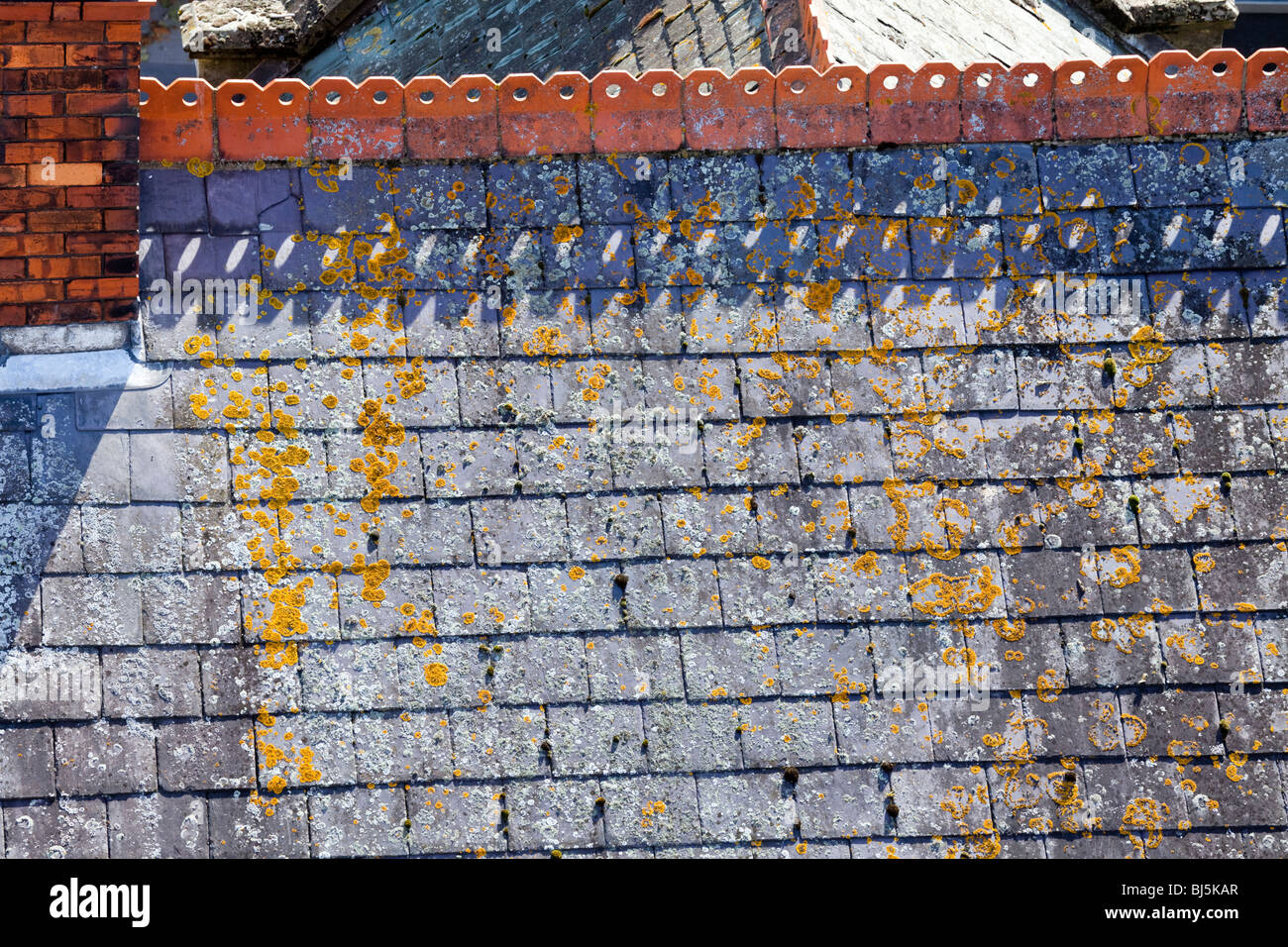 La croissance des lichens sur une tradition Welsh toiture en ardoise. Banque D'Images