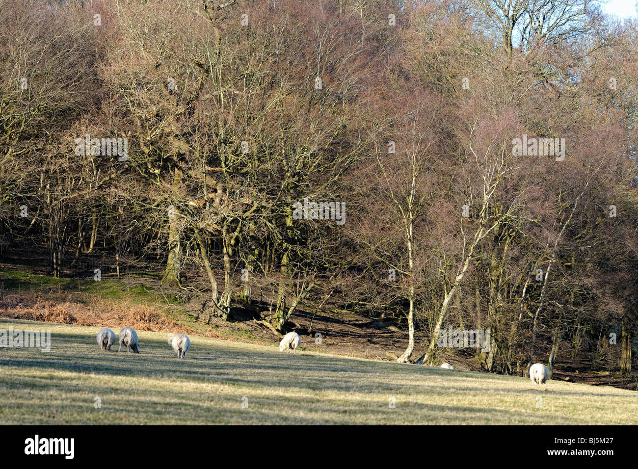 Le pâturage des moutons par le bord du bois, East Sussex, England, UK Banque D'Images