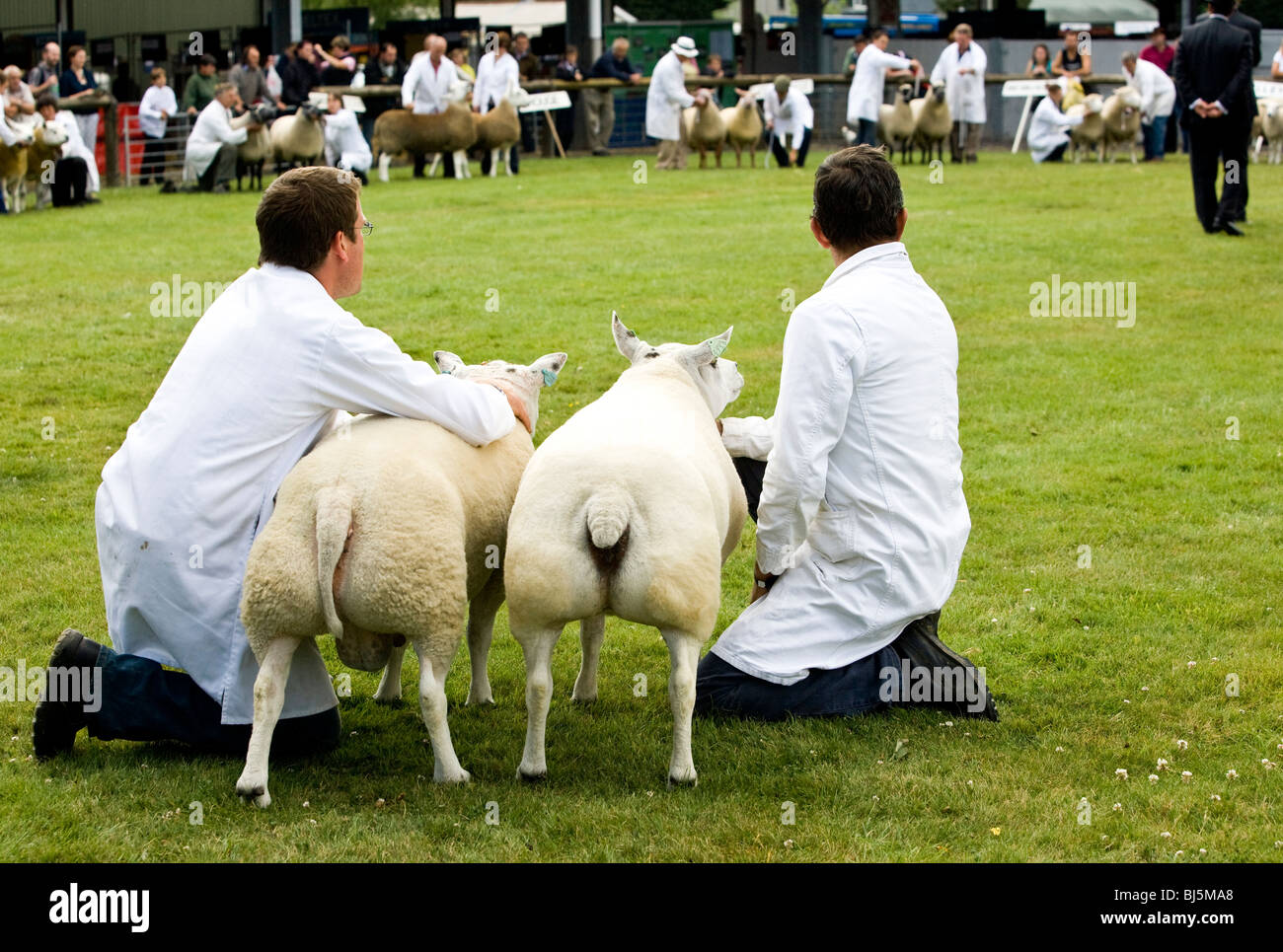 Si l'on en juge les brebis de race entre au dernier championnat Royal Show 2009 montrant une paire de Loegel Jet moutons dans la foregound . Banque D'Images