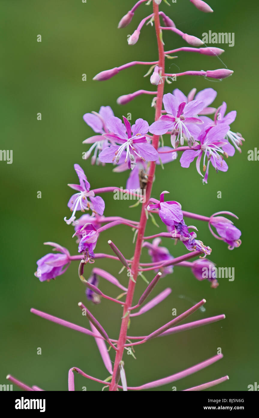 Rosebay Willowherb : Epilobium angustifolium Banque D'Images