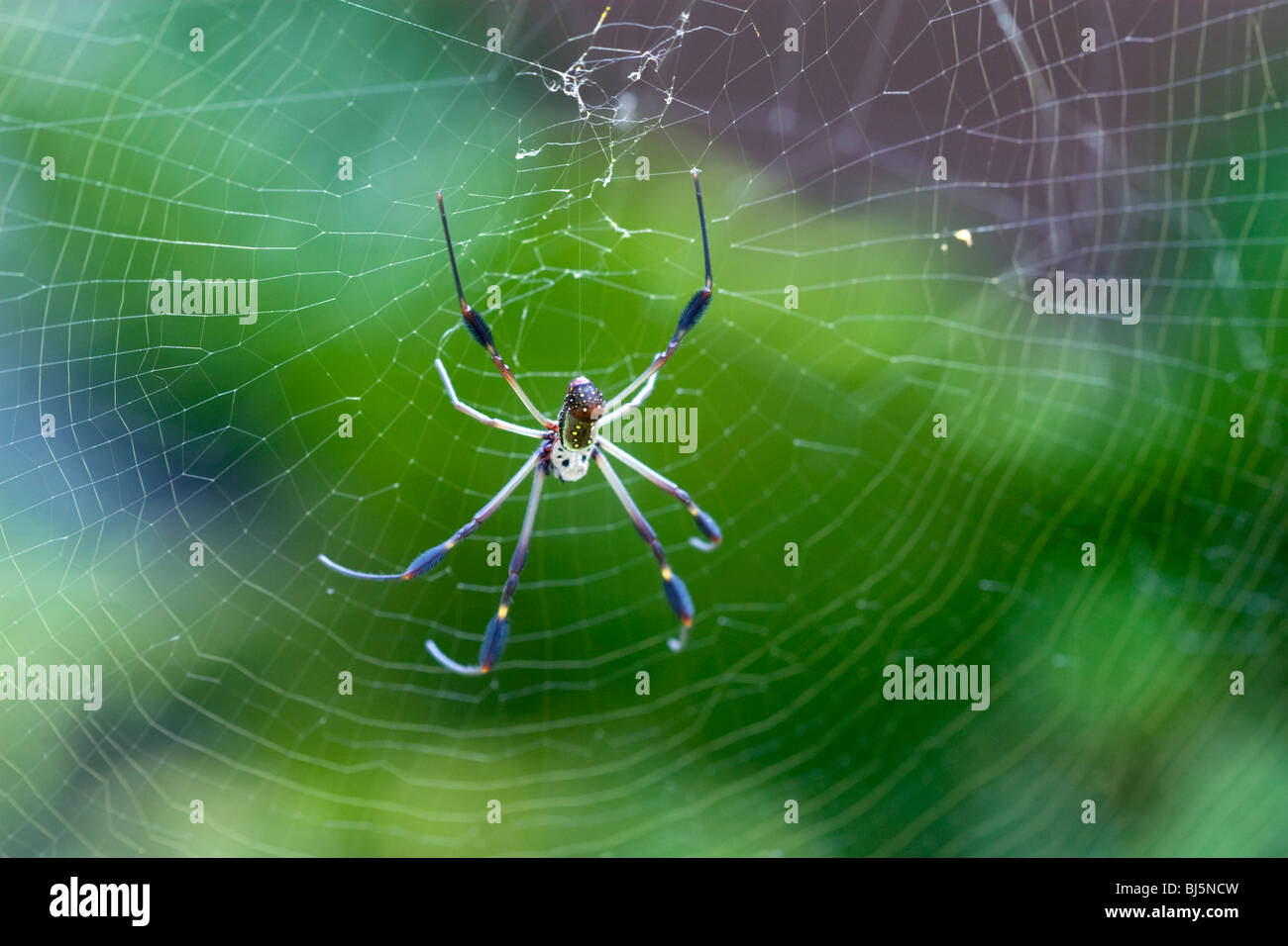 Globe Doré-web spider dans la Veragua Rainforest près de Limon, Costa Rica. Banque D'Images