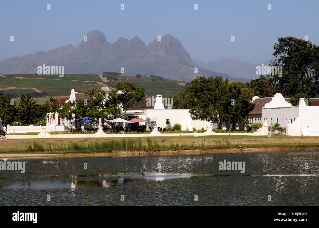 Vergenoegd Wine Estate à Faure près de Stellenbosch dans le Western Cape Afrique du Sud les vignobles et la montagne Helderberg Banque D'Images