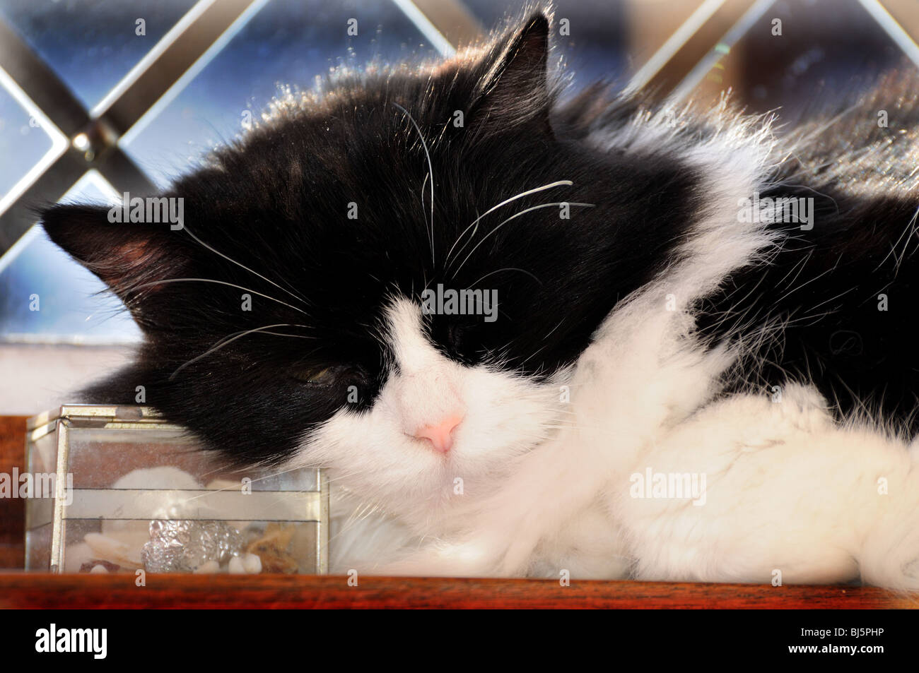 Close-up of sleeping cat Banque D'Images