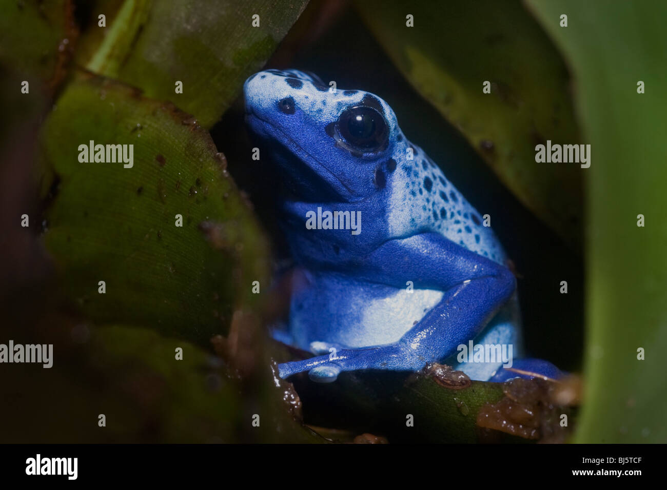 Blue Poison Frog (Dendrobates azureus) Poison dart frog menacées belle, mais mortel Banque D'Images