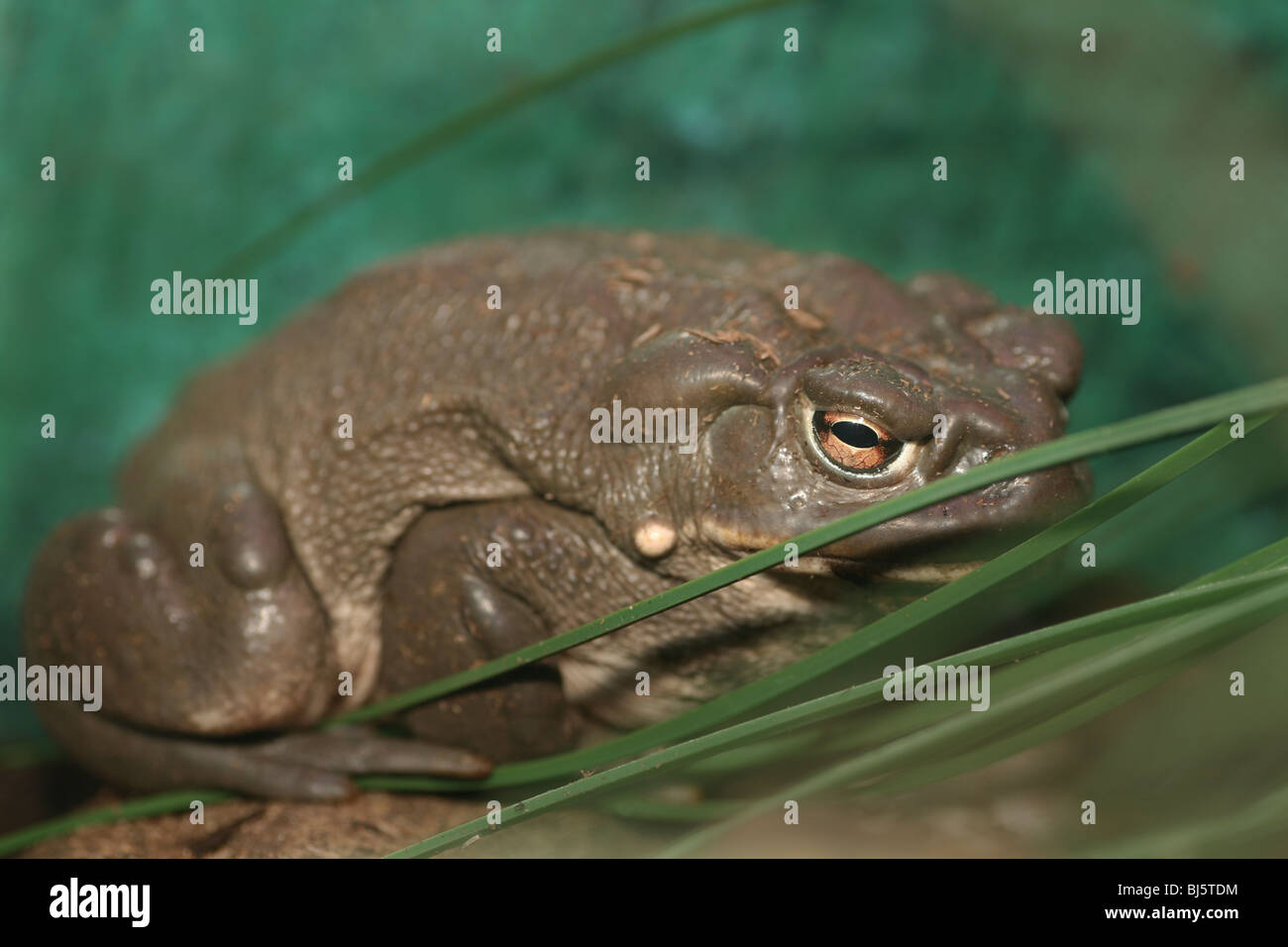 Colorado River Toad ou désert de Sonora (Bufo alvarius) et les territoires du sud-ouest des États-Unis Mexique crapaud venimeux psycoactive Banque D'Images