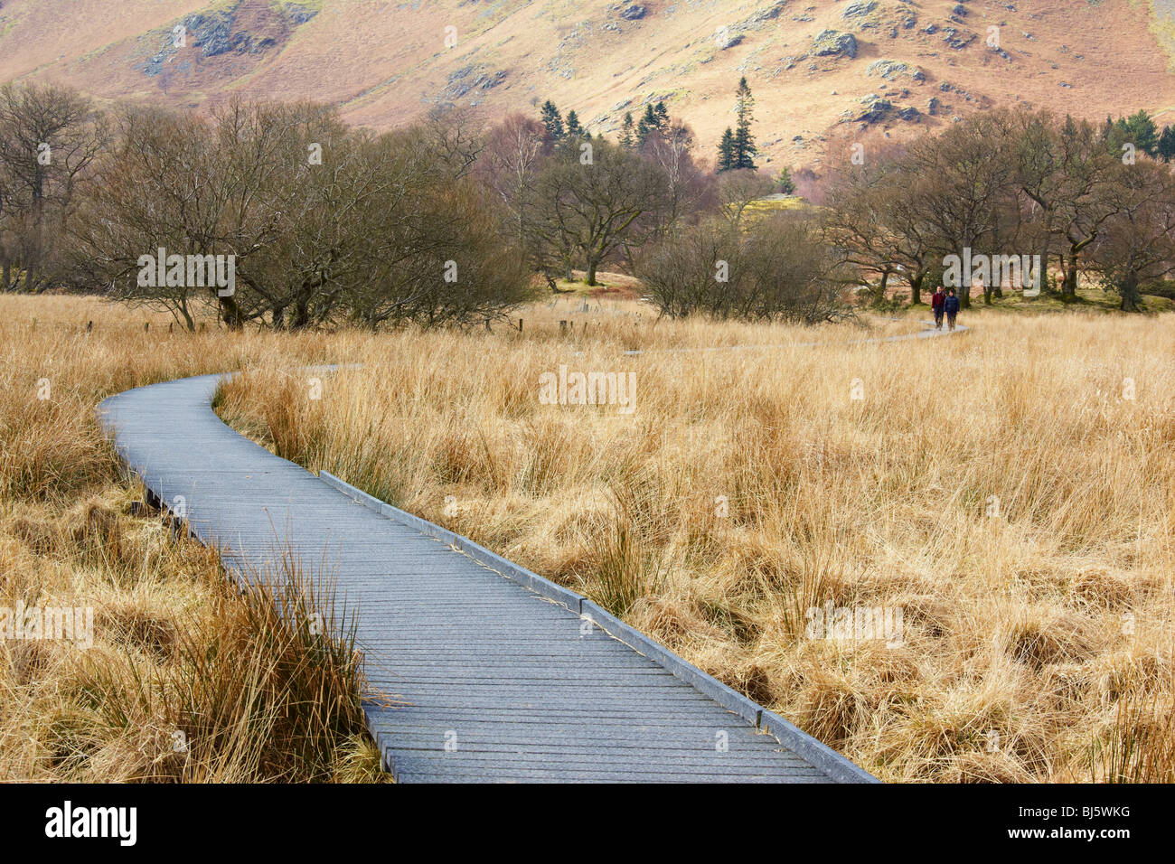 Promenade à Manesty à l'extrémité sud de Derwentwater dans le Lake District, Cumbria Banque D'Images
