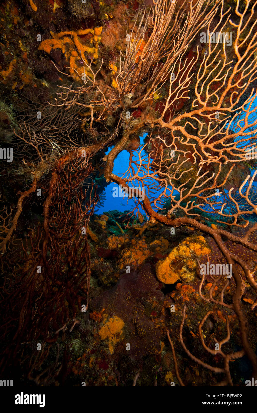 La croissance des coraux gorgones profuse et ventilateur à bord de coupe de mur, sous-marin, Cozumel, Mexique Banque D'Images