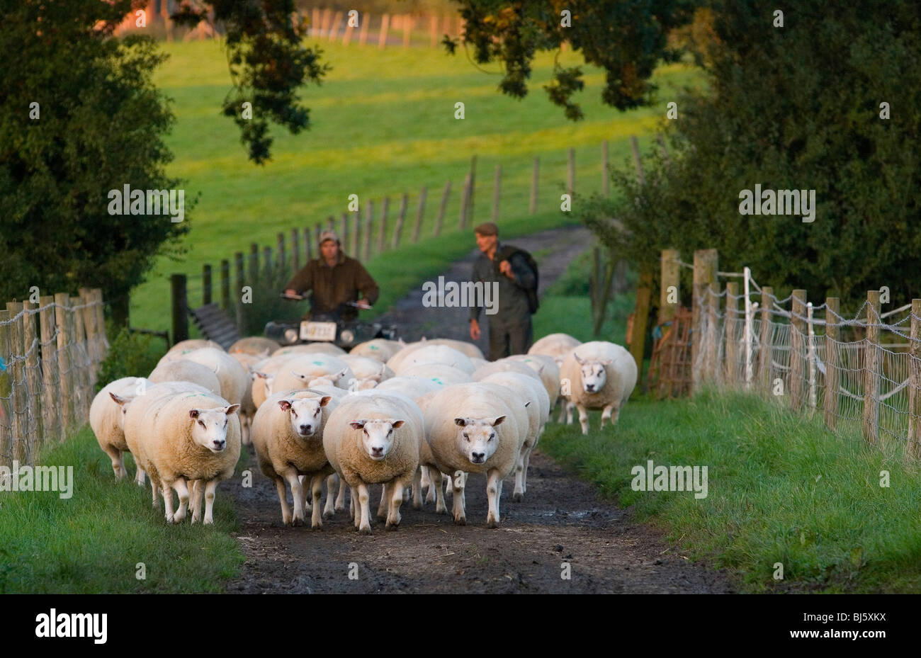 Troupeau de moutons en troupeaux par pedigree Loegel Jet farmer Banque D'Images