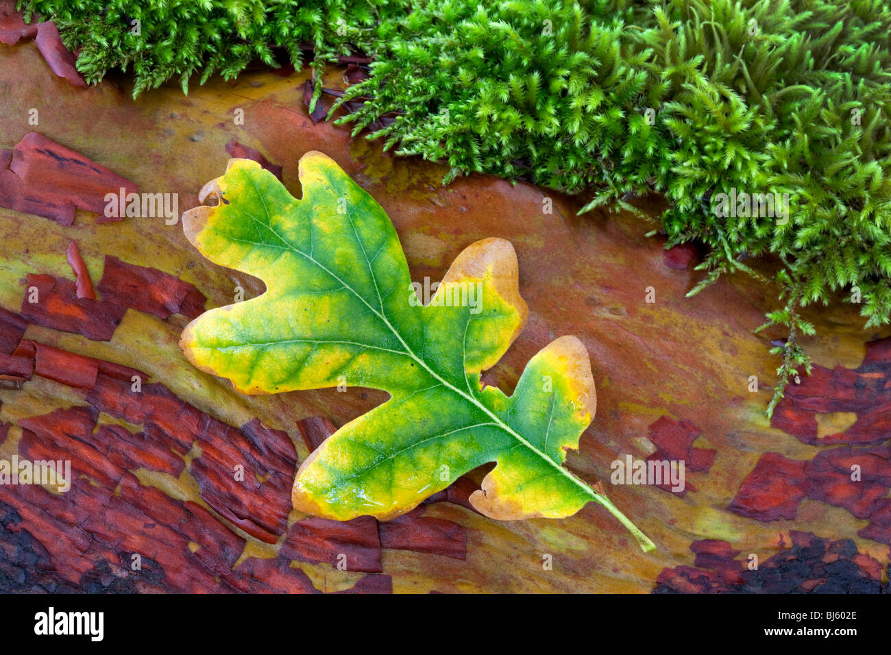 Dans la feuille de chêne sur la couleur de l'automne avec la direction générale de madrone moss. La Forêt nationale Siskiyou Banque D'Images