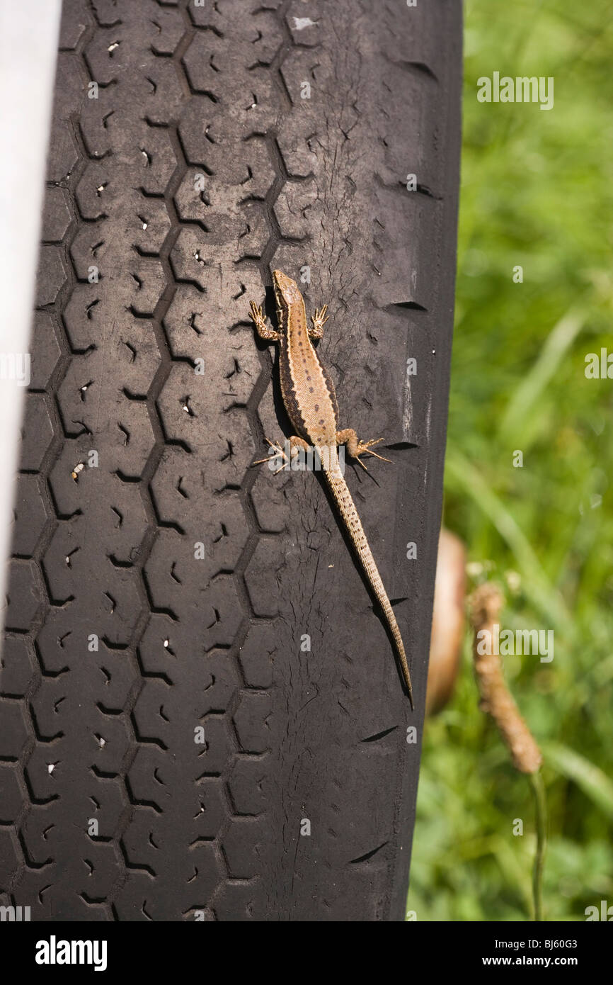 Lézard des murailles (Podarcis muralis). L'échauffement au soleil sur des rouleaux en caoutchouc d'un véhicule agricole. La thermorégulation. Banque D'Images