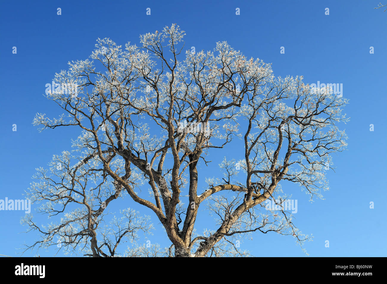 Arbre avec de petites branches recouvertes de glace sur fond bleu Banque D'Images