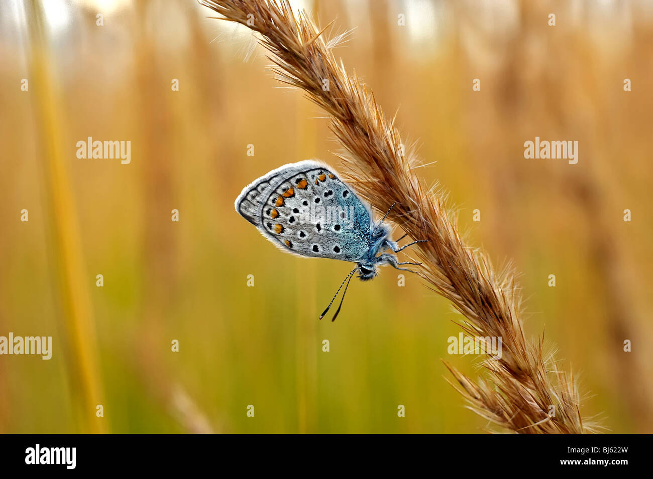 Macro d'insectes, de la Russie, dans la région de Moscou Banque D'Images