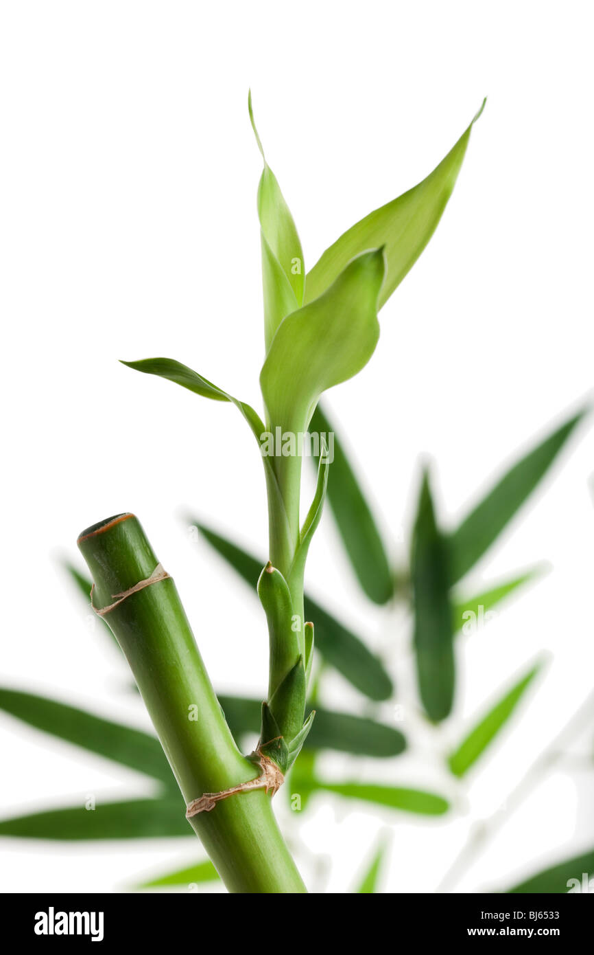 Lucky Bamboo pole avec des feuilles fraîches de la germination, de la direction générale de bambou en arrière-plan Banque D'Images