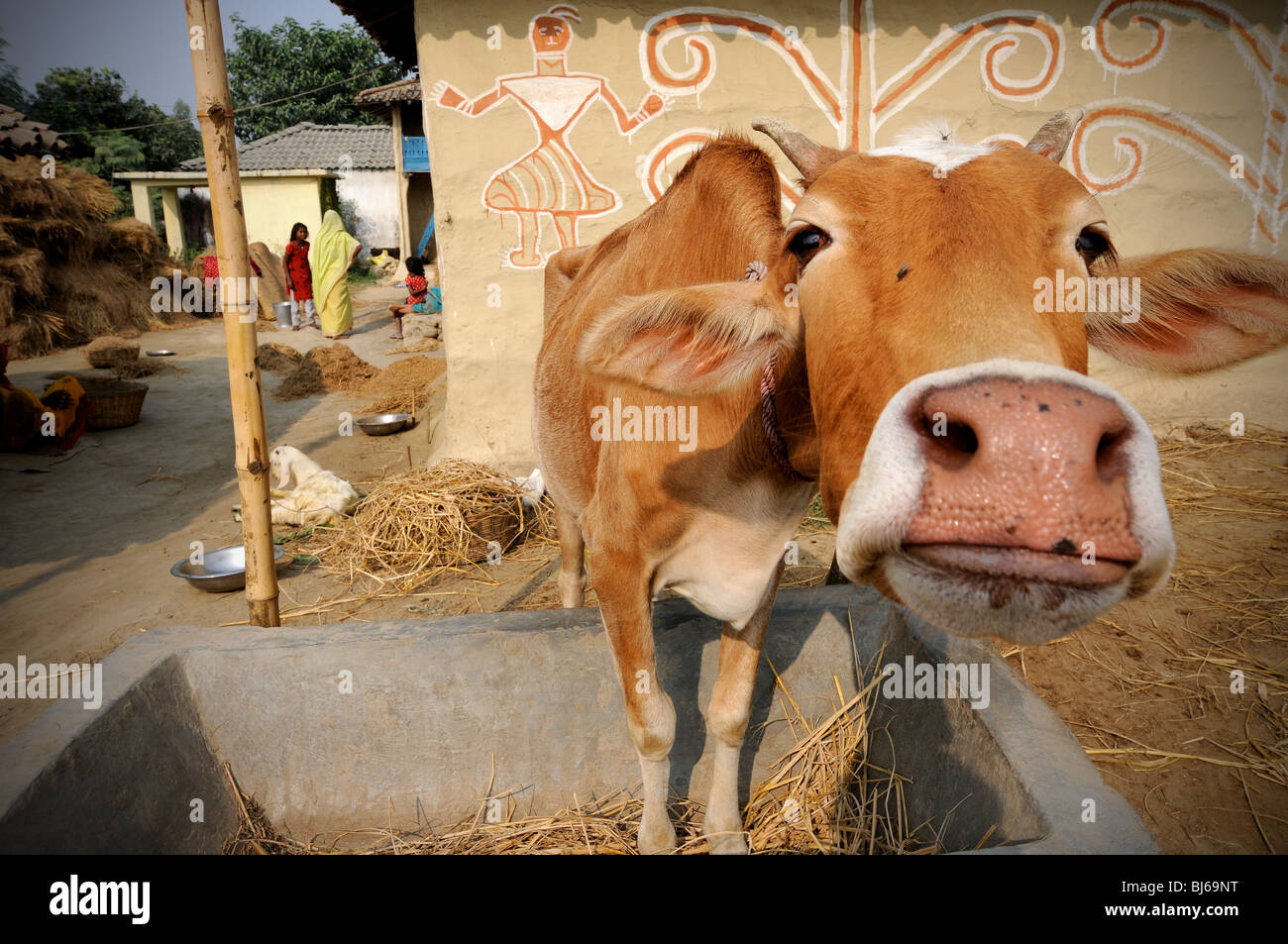 Vache dans Baghwatipur, Népal Banque D'Images