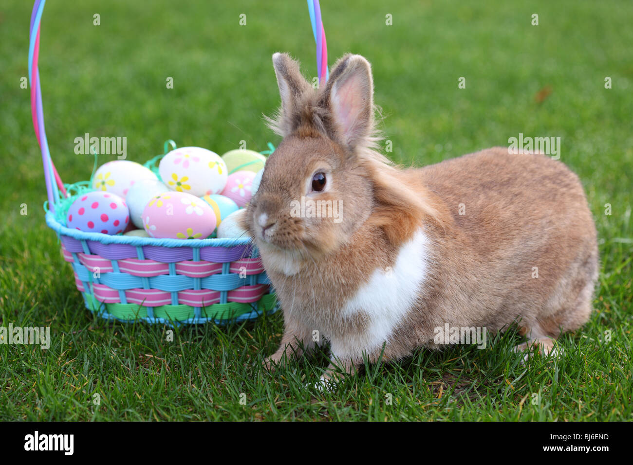 Panier de Pâques et Bunny in grass Banque D'Images