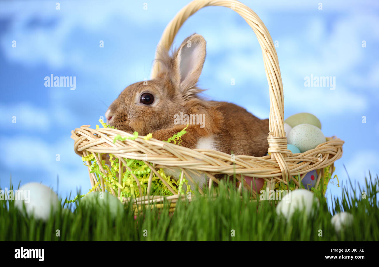 Panier de pâques avec bunny in grass Banque D'Images