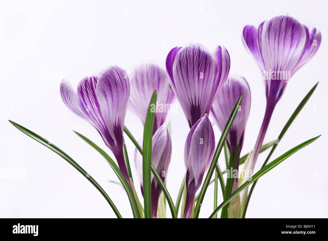 Famille de fleurs à rayures ; crocus isolé sur fond blanc Banque D'Images