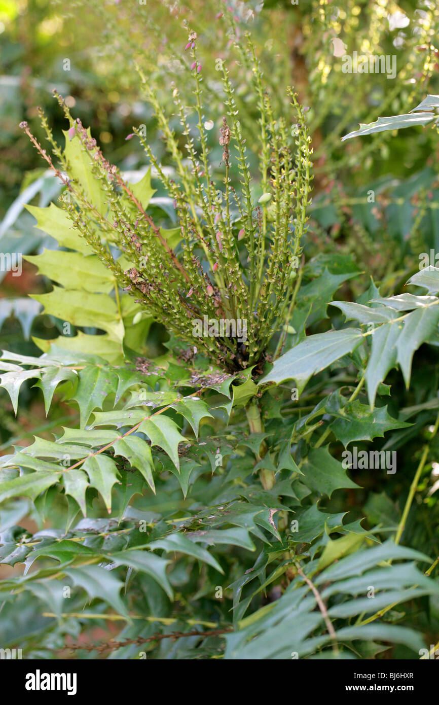 Raisin d'Oregon, Mahonia x media 'Winter Sun', Berberidaceae Banque D'Images