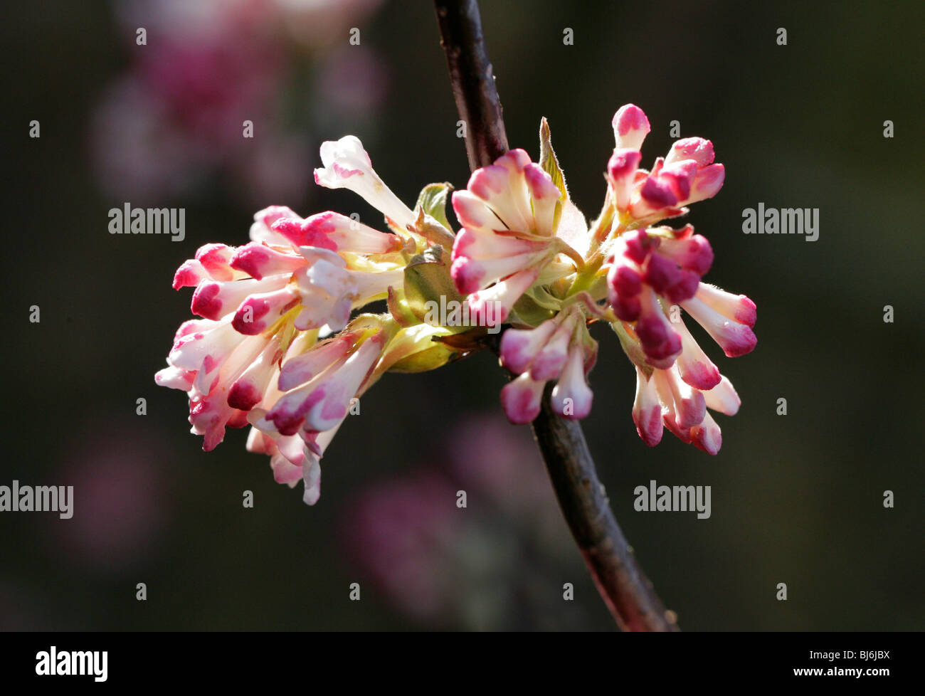 Bodnant ou d'hiver, la Viorne Viburnum bodnantense 'Charles Lamont', Adoxaceae. V. farreri x C. grandiflorum hybride. Banque D'Images