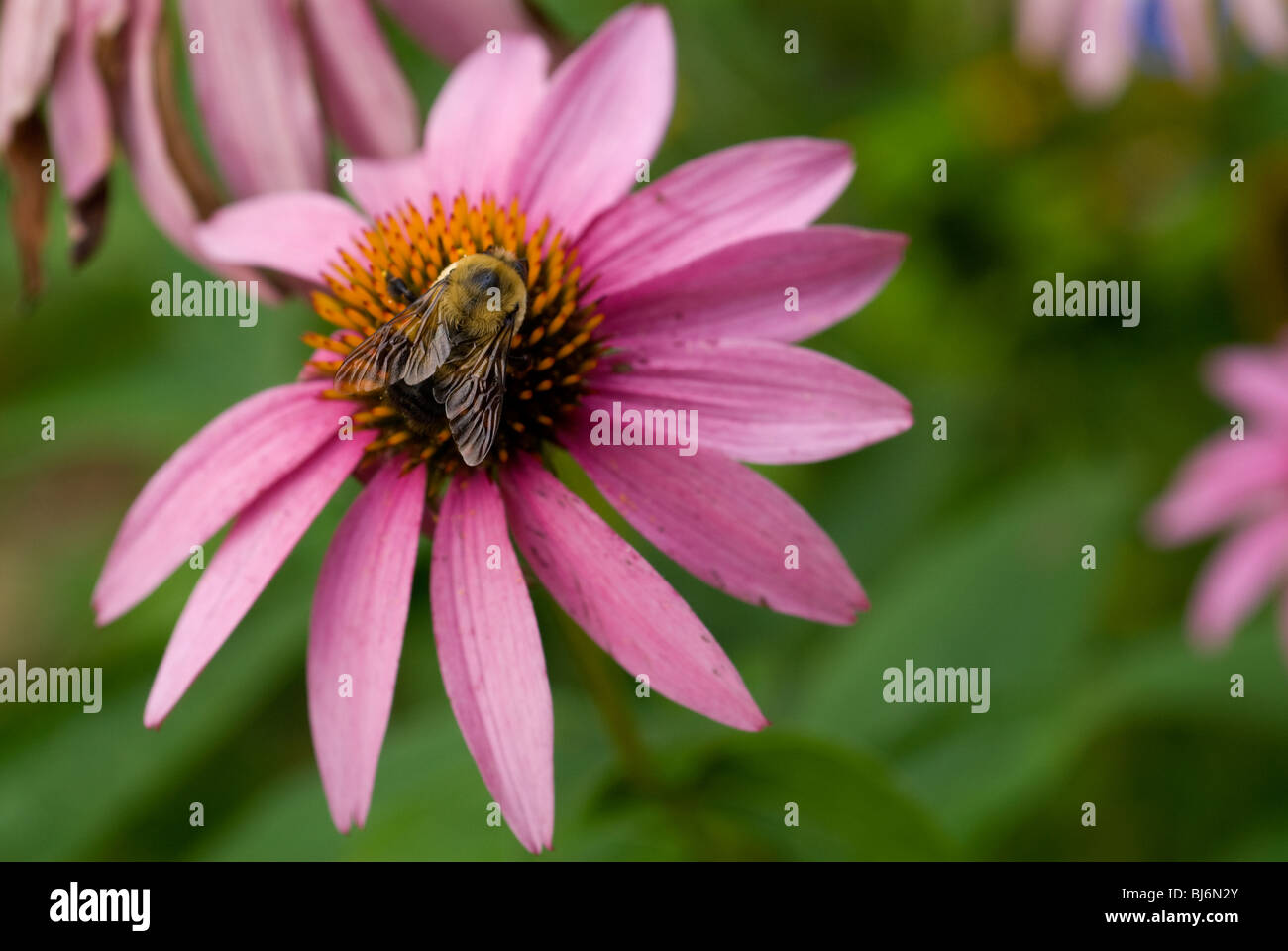 Coneflower Echinacea purpurea (e.) avec la collecte du pollen d'abeille Banque D'Images