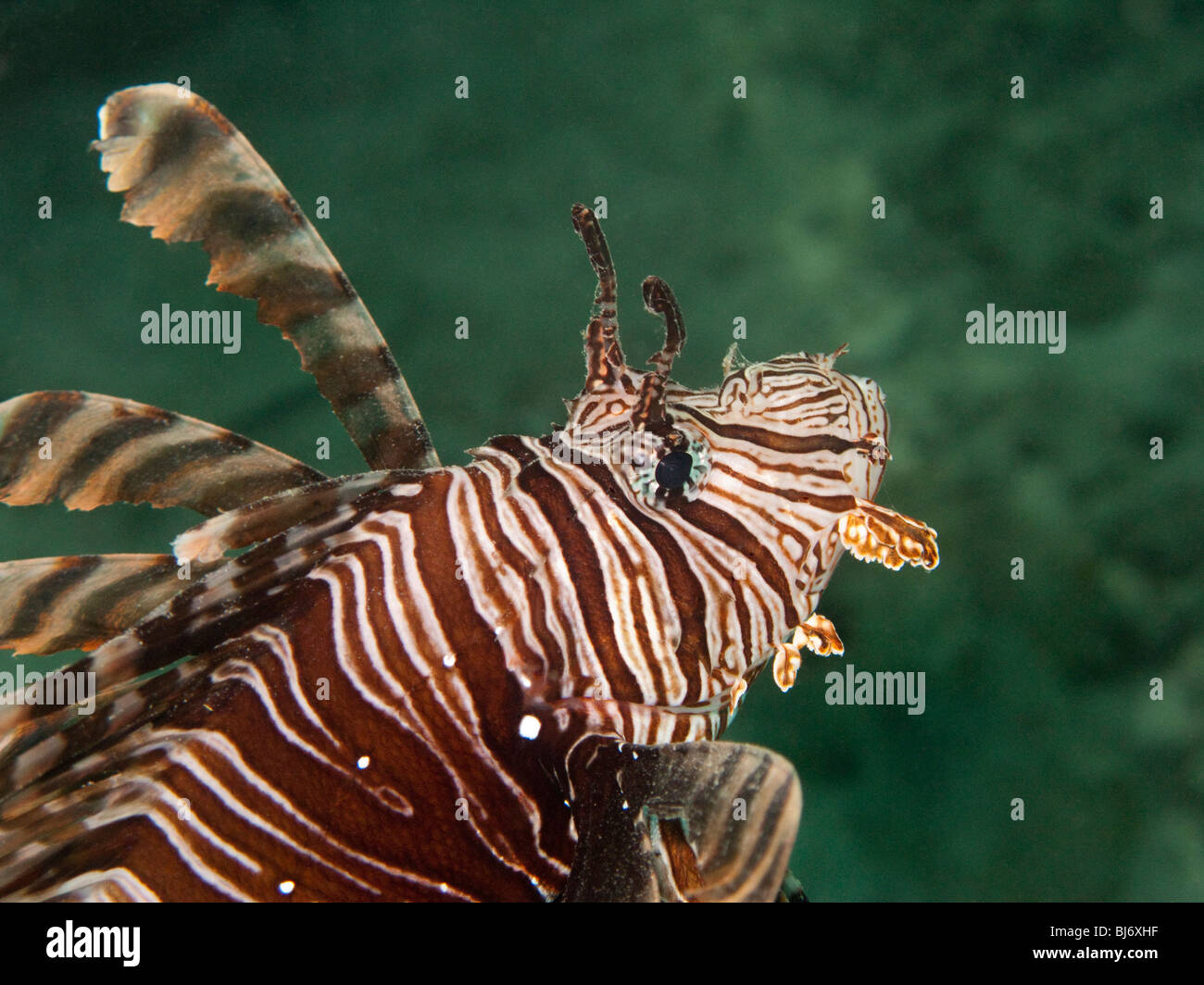 L'Indonésie, Sulawesi, Parc National de Wakatobi, coraux sous l'eau, poisson-papillon rouge, firefish, Pterois volitans Banque D'Images