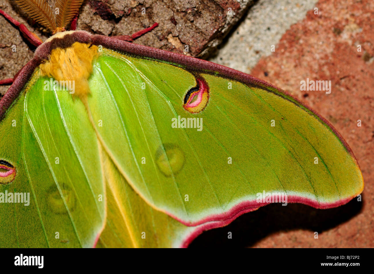 Green Luna moth (Actias luna) close-up. Banque D'Images