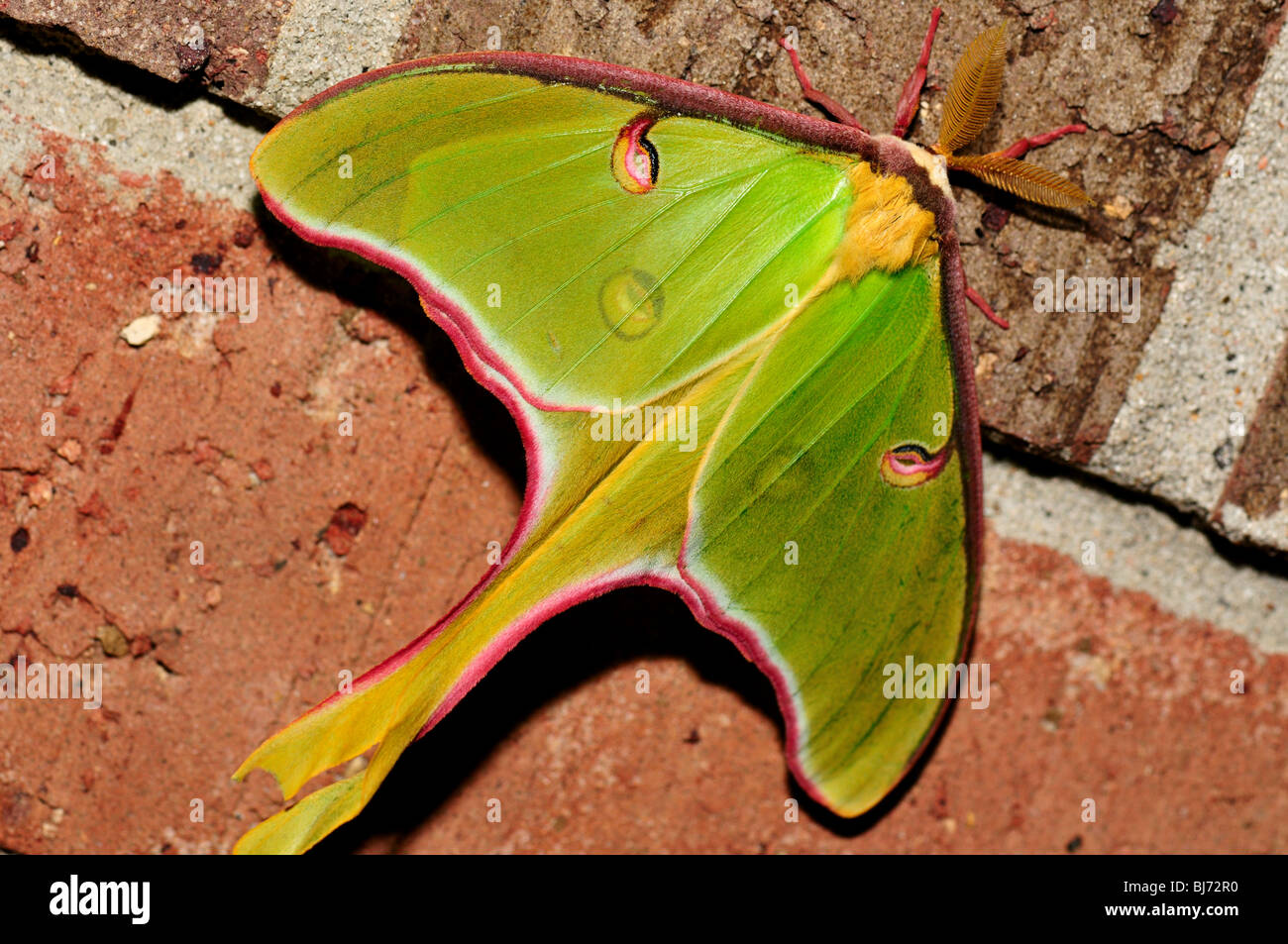Green Luna moth (Actias luna). Banque D'Images