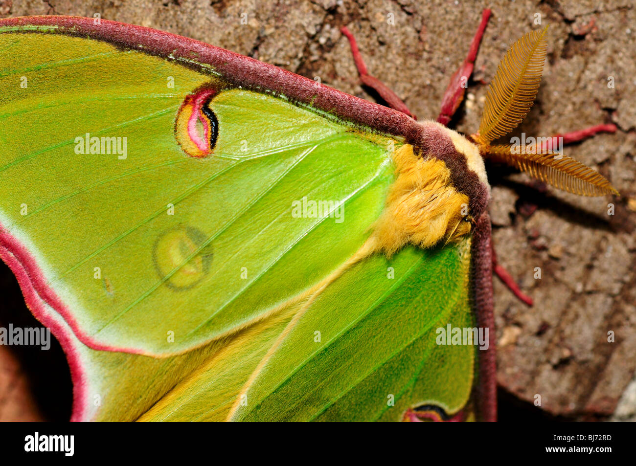Green Luna moth (Actias luna) close-up. Banque D'Images