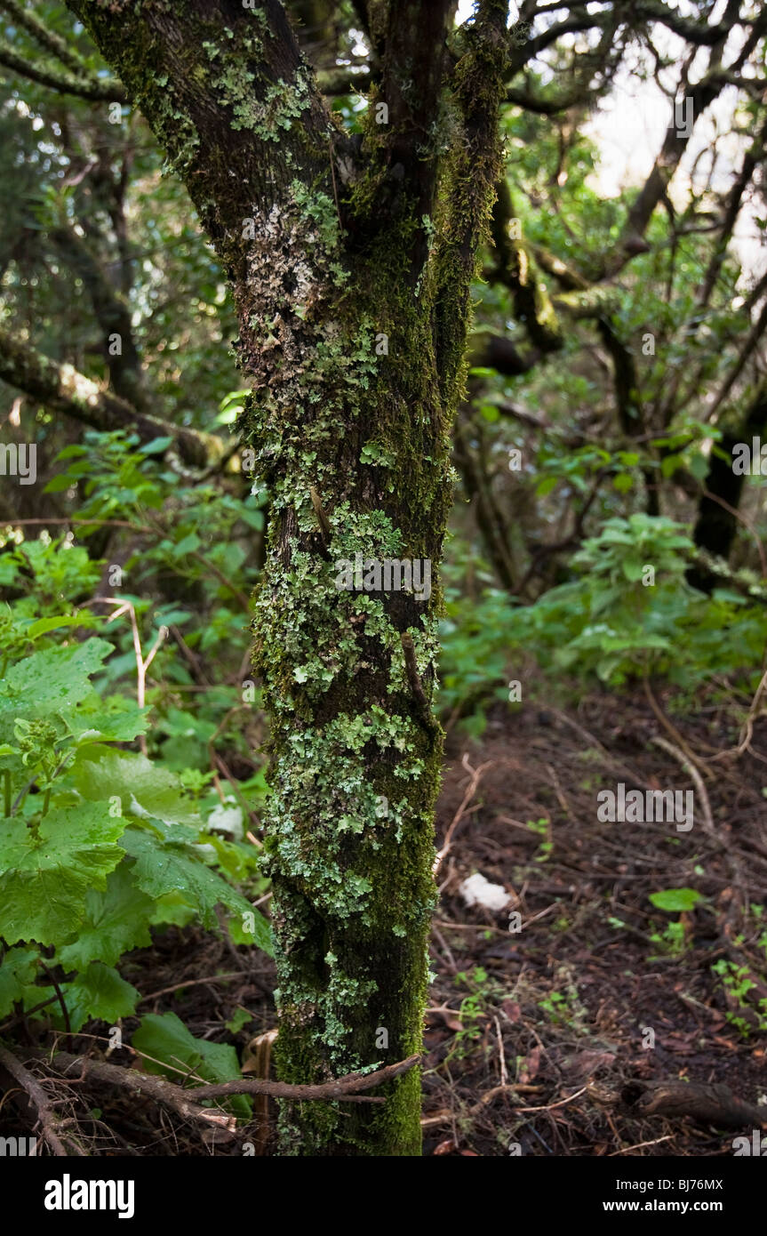 Un exemple de l'rianforrest laurisilva dans le Parc National de Garajonay sur La Gomera. Banque D'Images