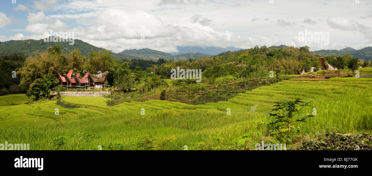 L'Indonésie, Sulawesi, Tana Toraja, communauté de maisons traditionnelles Tongkonan à travers les champs de riz cultivé, vue panoramique Banque D'Images