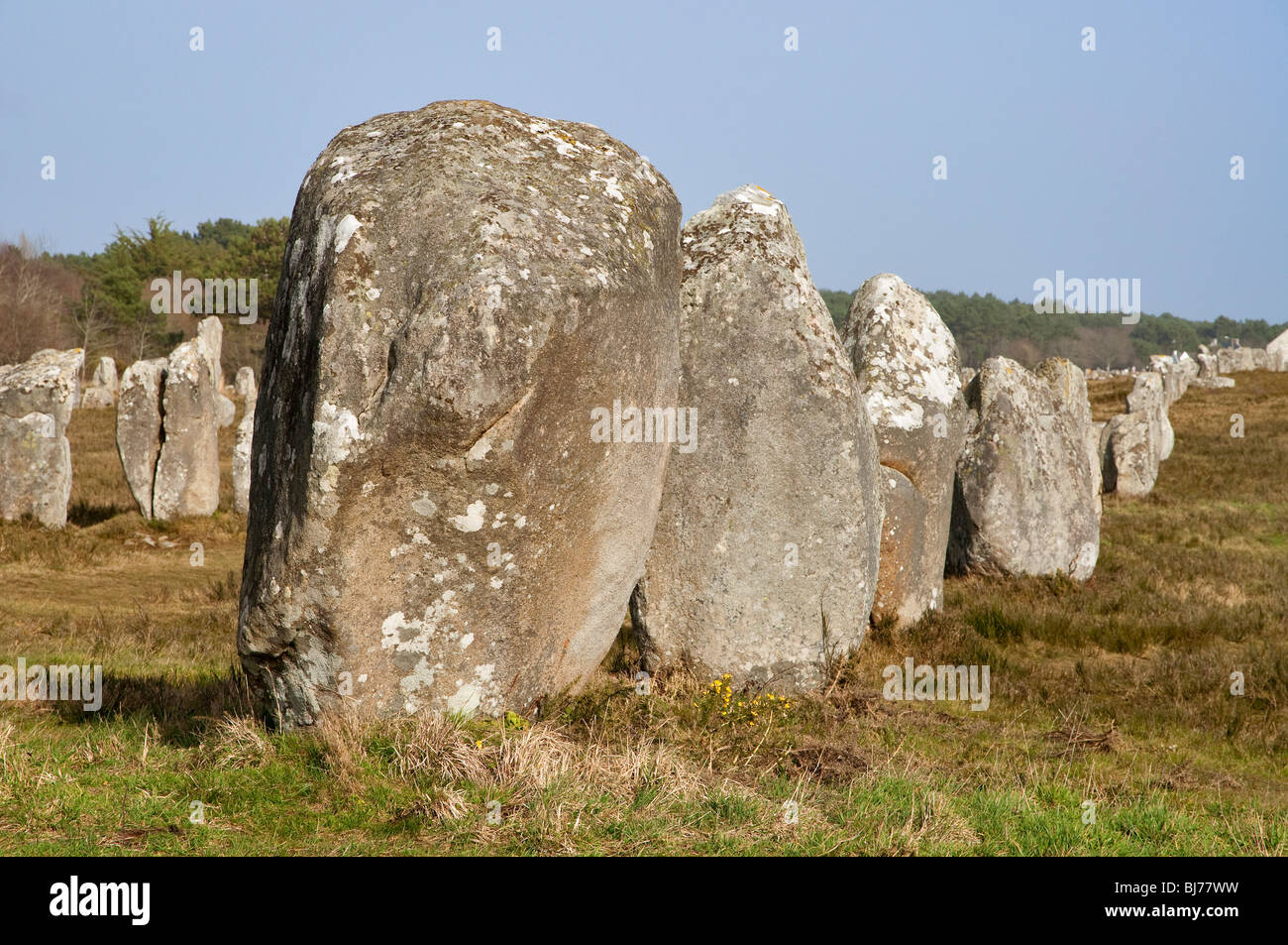 Alignements du Menec, Menhirs de Carnac dans le Morbihan (Bretagne, France, Europe) Banque D'Images