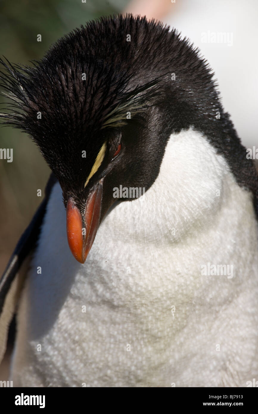 Close-up de Rockhopper Penguin, West Point, Îles Falkland Banque D'Images