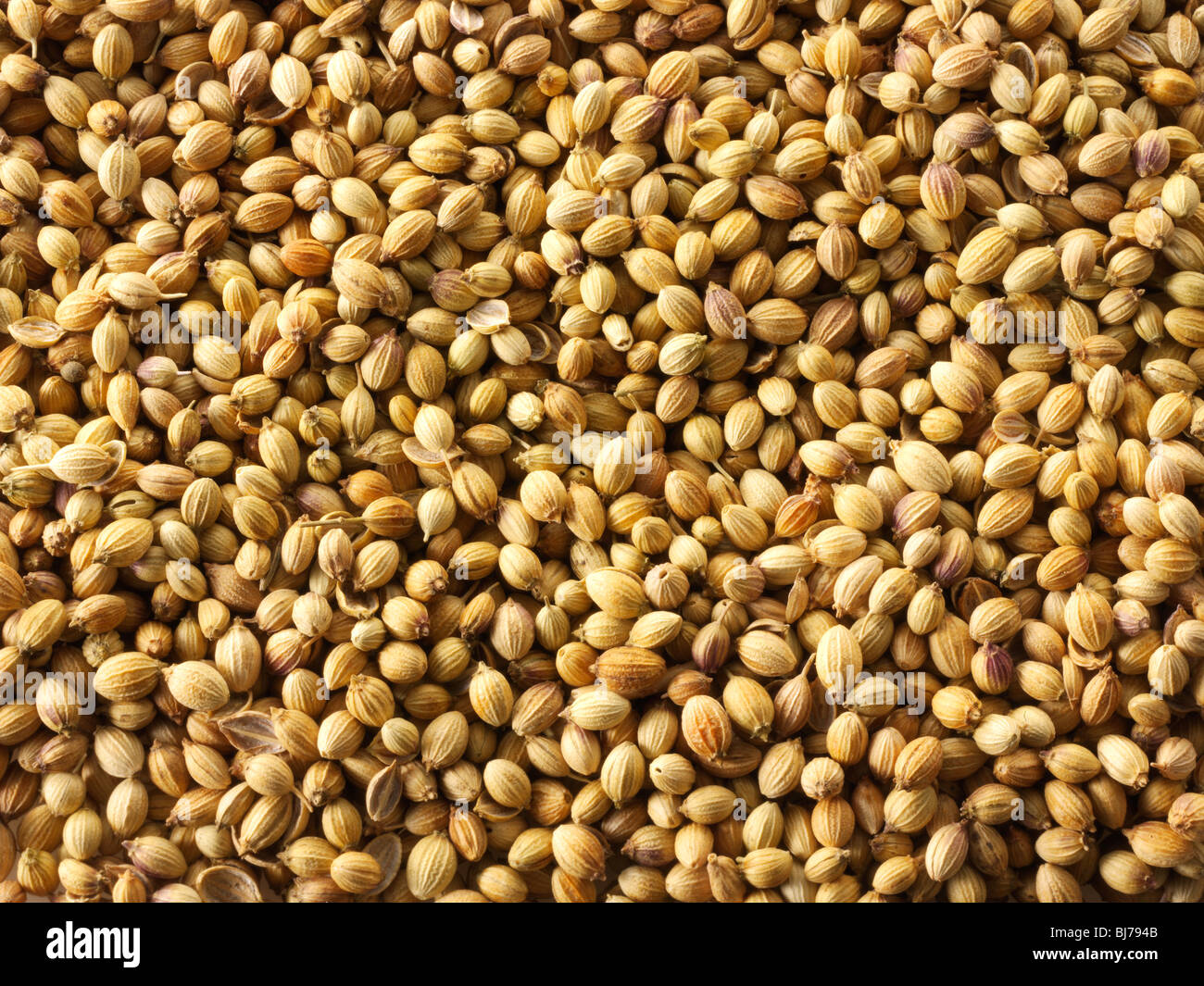 Les graines de coriandre, Close up full frame Banque D'Images
