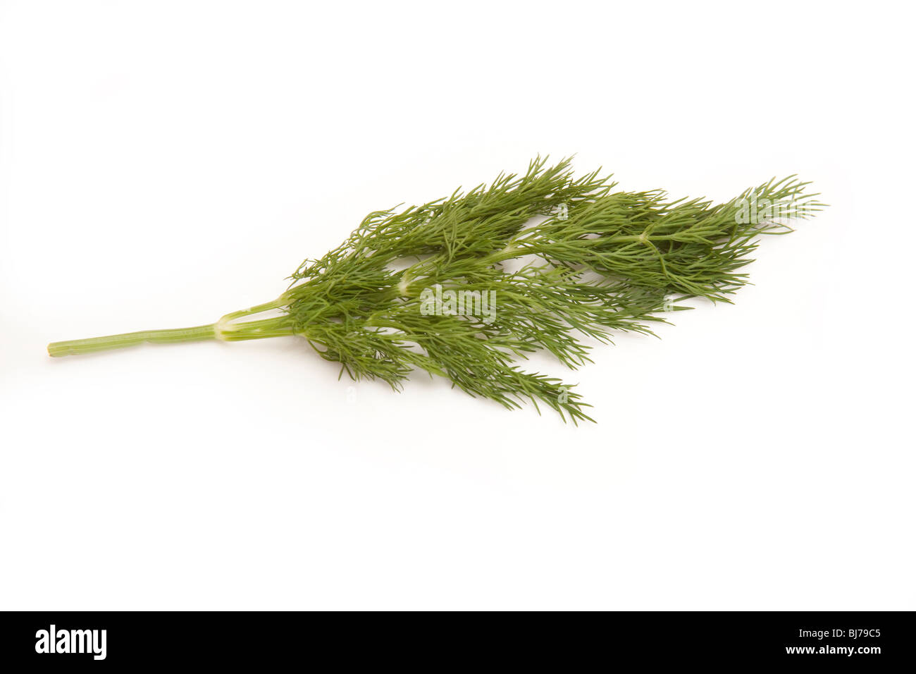 De l'aneth frais herbe feuilles isolées sur fond blanc un studio. Banque D'Images