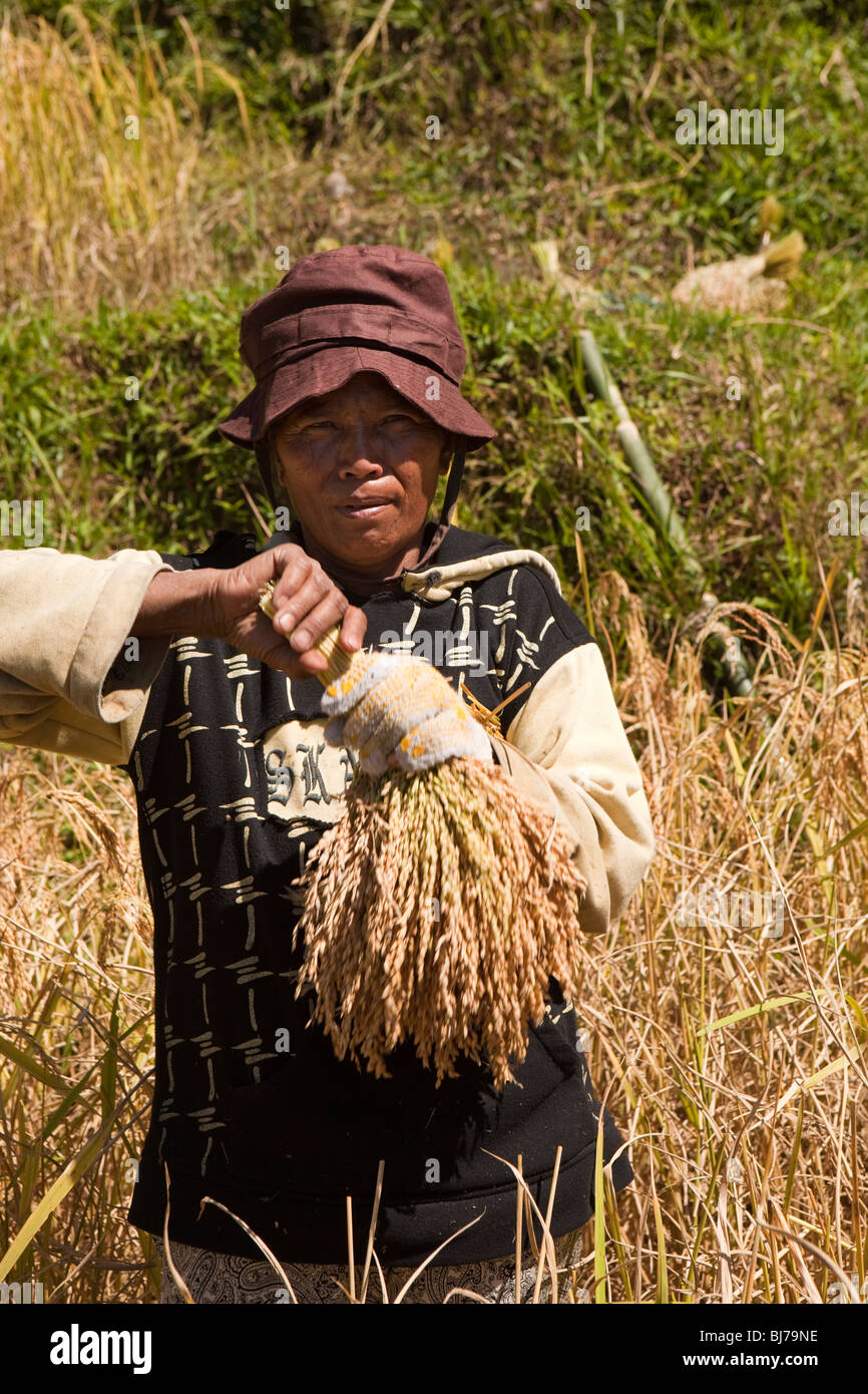 L'Indonésie, Sulawesi, Tana Toraja, Lokkomata, la récolte de paddy de riz à la main, man holding bunch of cut grains mûrs Banque D'Images