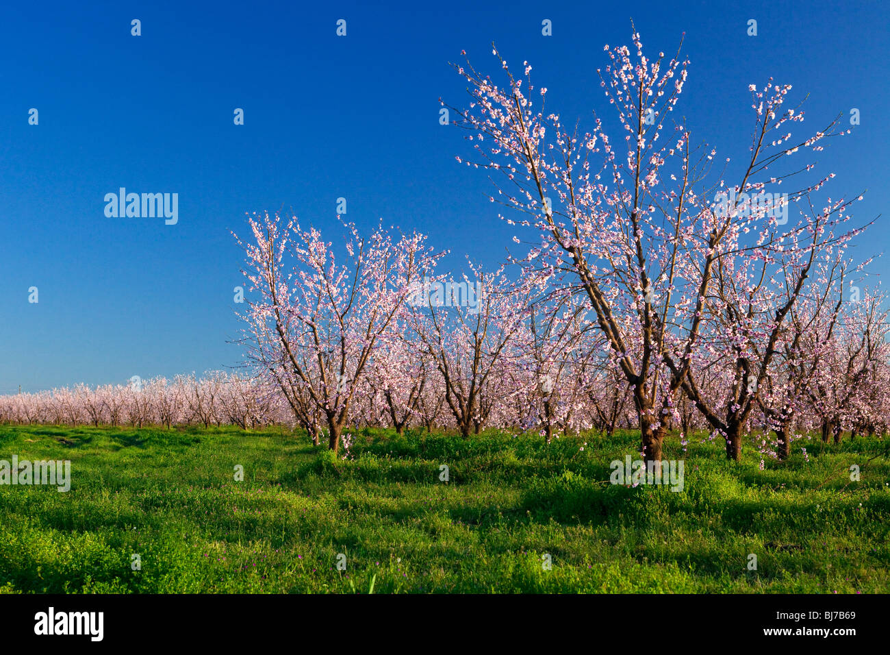 Vergers de pêchers en fleurs dans la Vallée de Sacramento en Californie du nord. Banque D'Images
