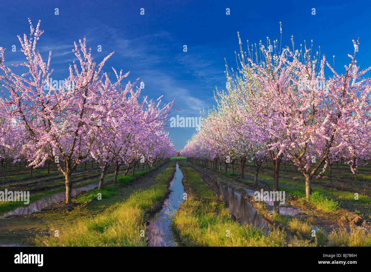 Vergers de pêchers en fleurs dans la Vallée de Sacramento en Californie du nord. Banque D'Images
