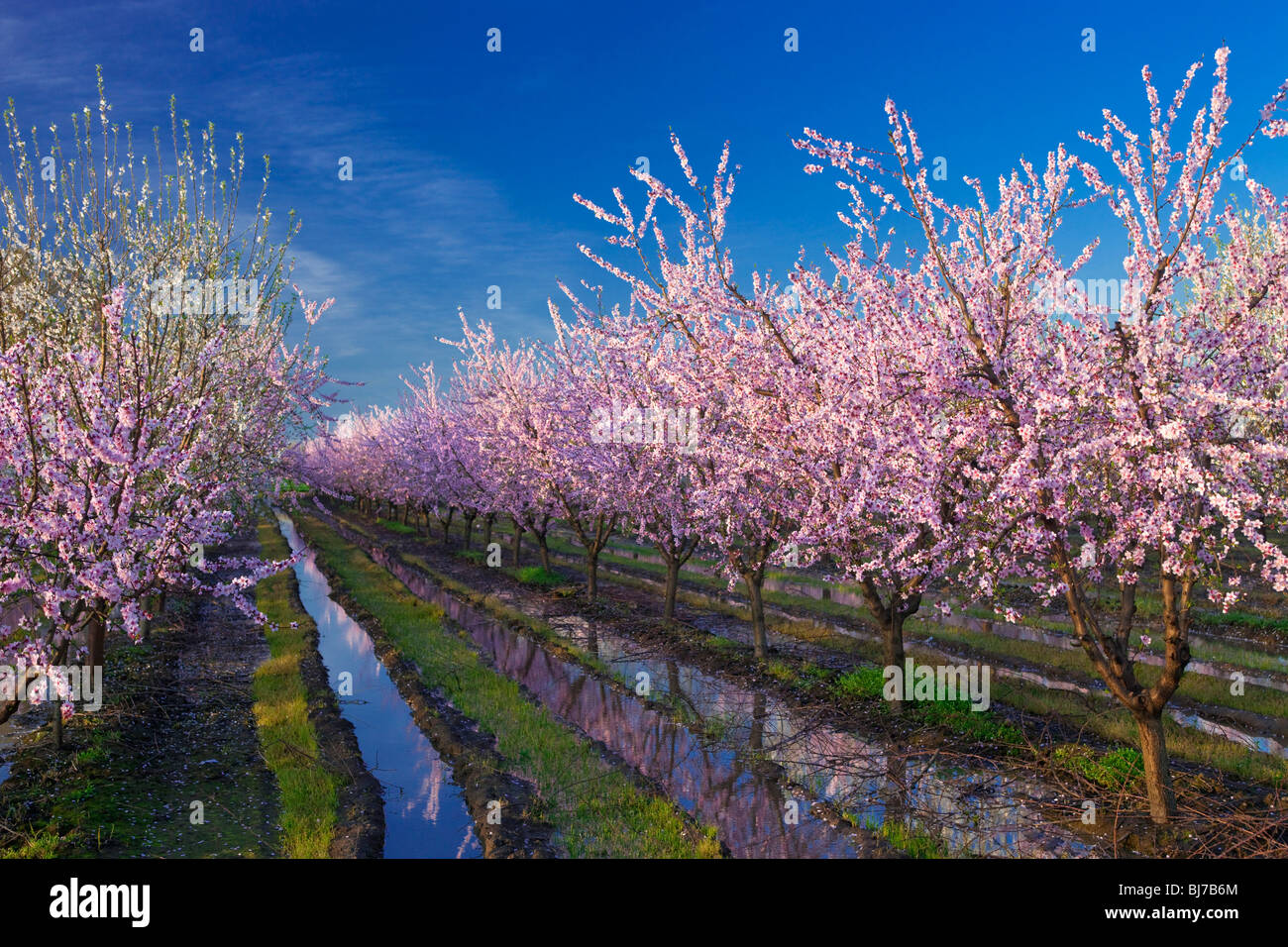 Vergers de pêchers en fleurs dans la Vallée de Sacramento en Californie du nord. Banque D'Images