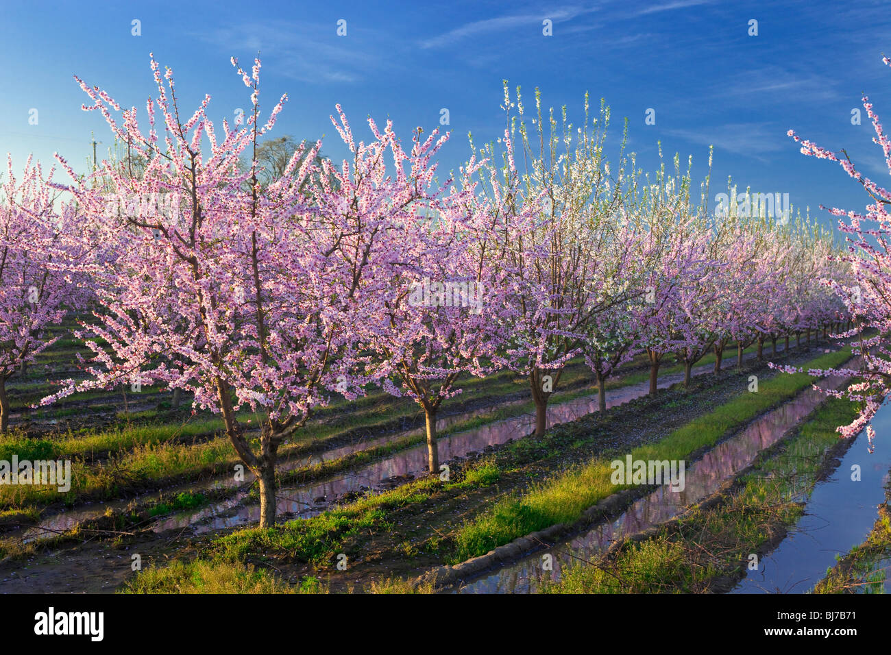 Vergers de pêchers en fleurs dans la Vallée de Sacramento en Californie du nord. Banque D'Images