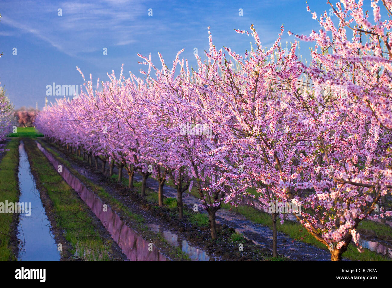 Vergers de pêchers en fleurs dans la Vallée de Sacramento en Californie du nord. Banque D'Images