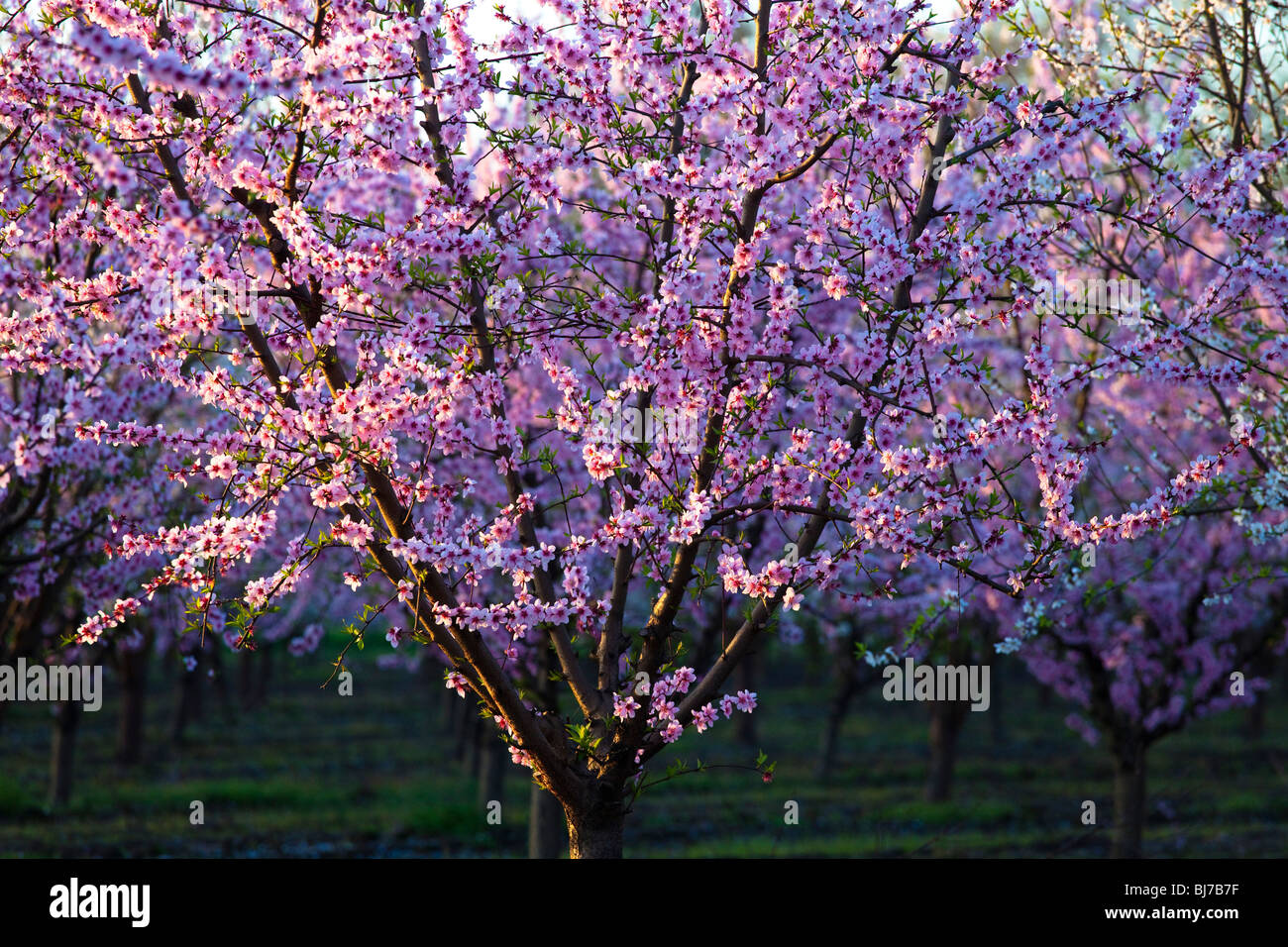 Vergers de pêchers en fleurs dans la Vallée de Sacramento en Californie du nord. Banque D'Images